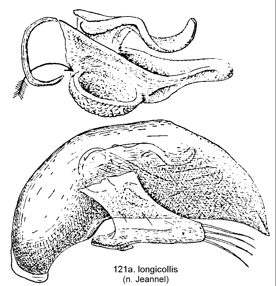 tre121a.gif