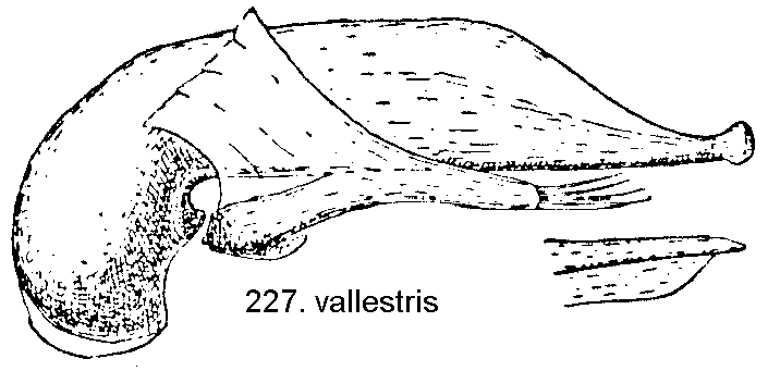 tre227.gif