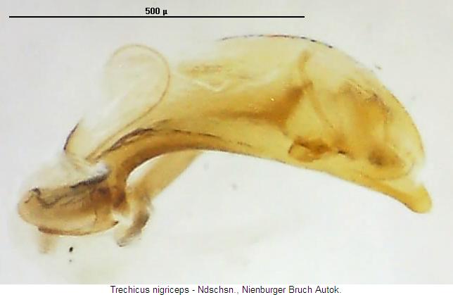 trechicus_nigriceps.jpg