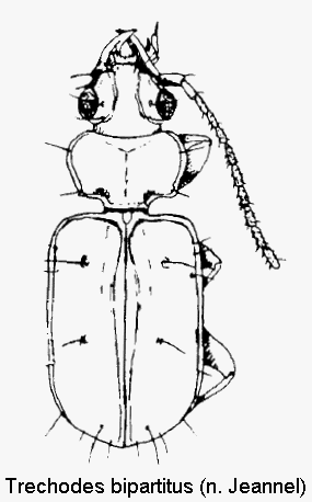 trechodes_bipartitus_hab.gif