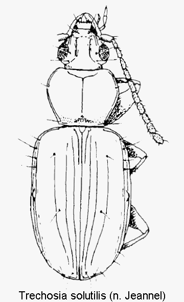 trechosia_solutilis_hab.gif
