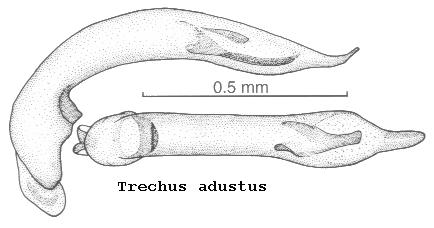 trechus_adustus.jpg