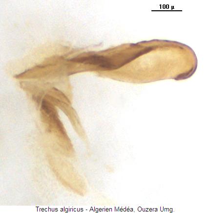 trechus_algiricus_pc.jpg