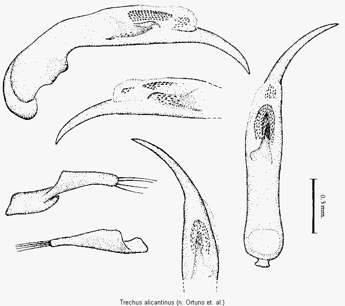 trechus_alicantinus.gif