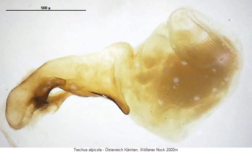 trechus_alpicola.jpg