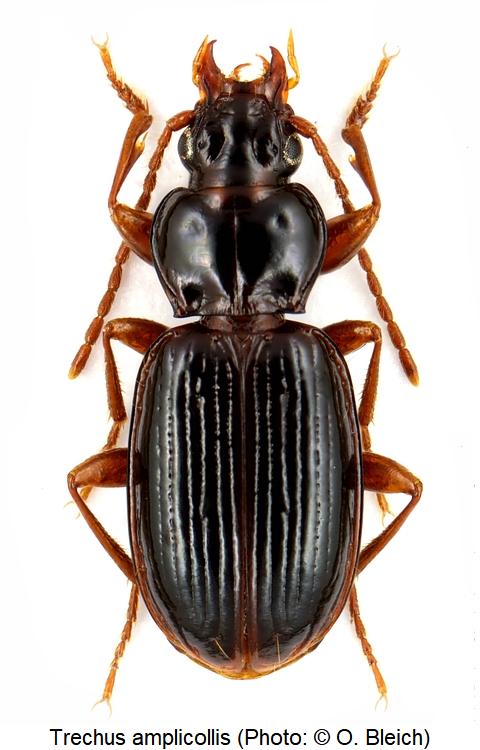 trechus_amplicollis_hab1.jpg