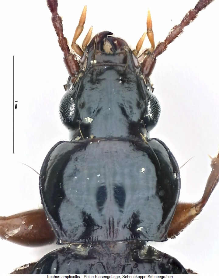 trechus_amplicollis_vk.jpg