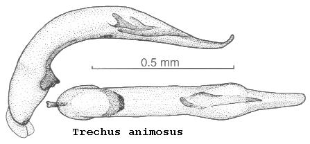 trechus_animosus.jpg
