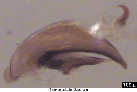 trechus_apicalis.jpg