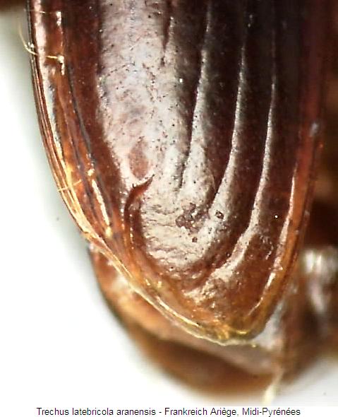 trechus_aranensis_fld.jpg