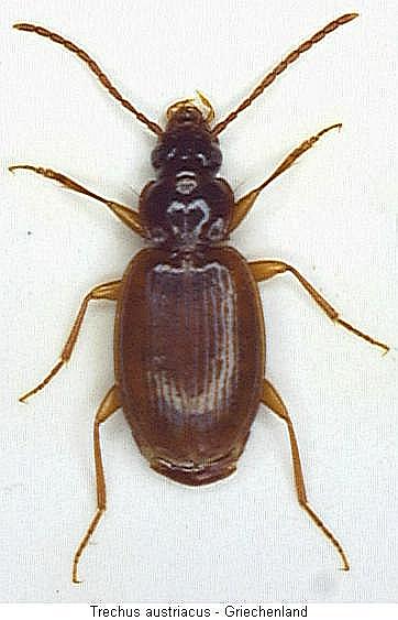 trechus_austriacus_hab.jpg