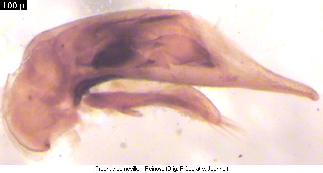 trechus_barnevillei.jpg
