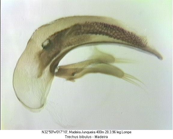 trechus_bibulus.jpg