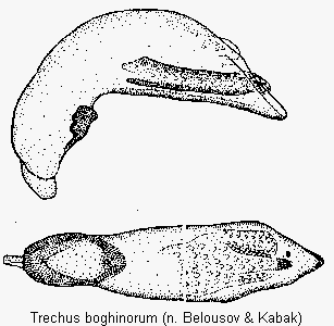 trechus_boghinorum.gif