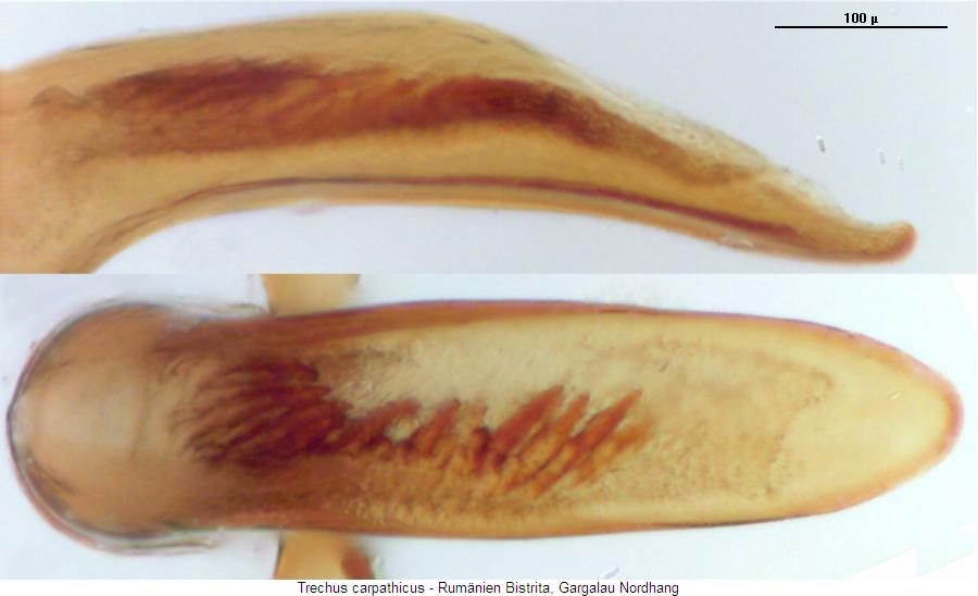 trechus_carpathicus3.jpg