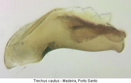 trechus_cautus.jpg