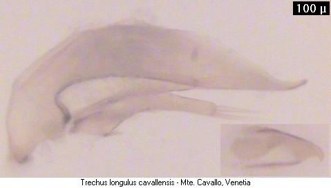 trechus_cavallensis.jpg