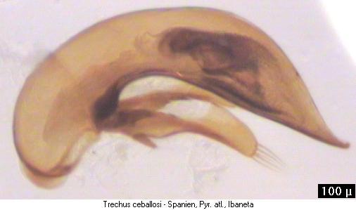 trechus_ceballosi.jpg