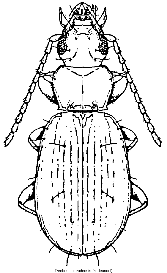trechus_coloradensis_hab.gif