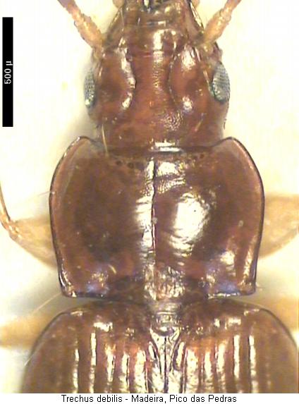 trechus_debilis_k.jpg