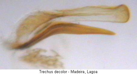 trechus_decolor_pc.jpg