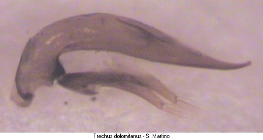 trechus_dolomitanus.jpg