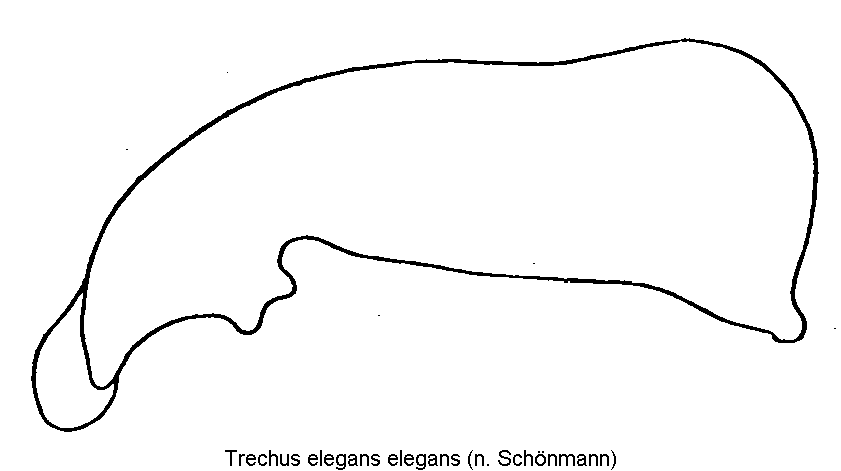 trechus_elegans1.gif