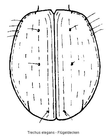 trechus_elegans_fld.gif