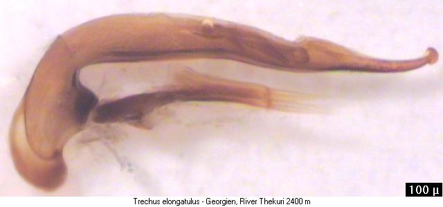 trechus_elongatulus.jpg