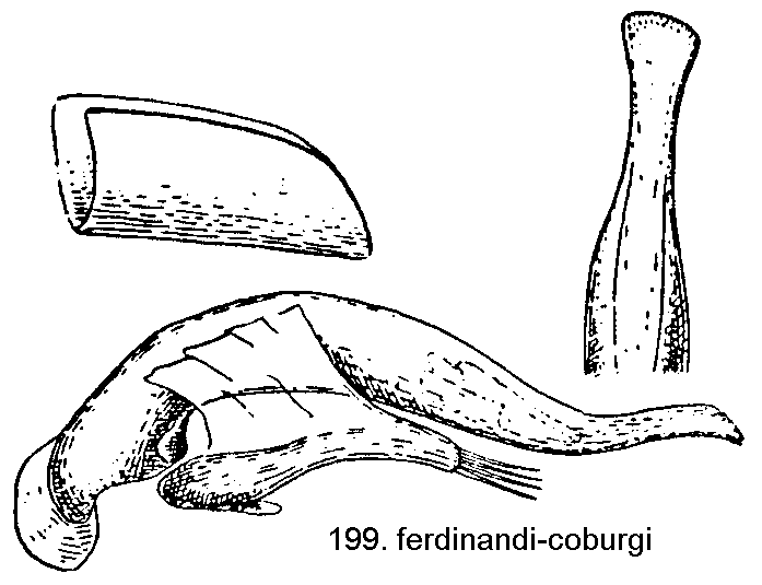 trechus_ferdinandicoburgi.gif