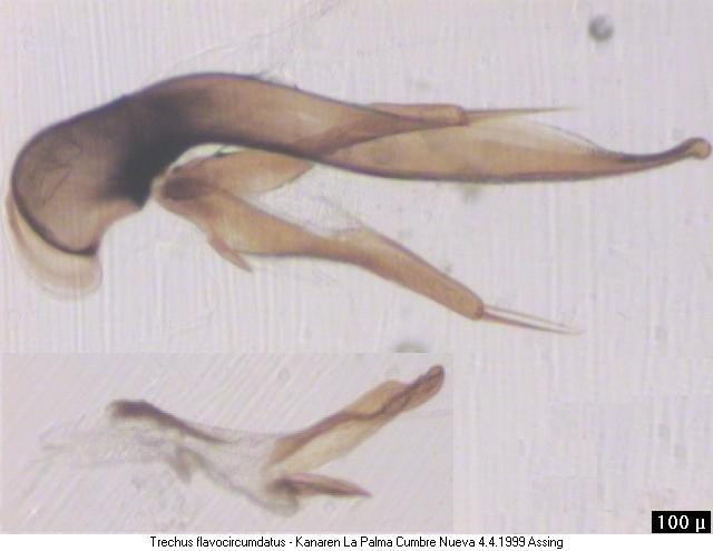 trechus_flavocircumdatus2.jpg