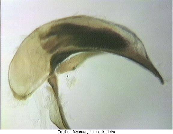 trechus_flavomarginatus.jpg