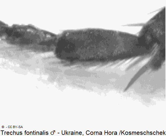 trechus_fontinalis_tr.gif
