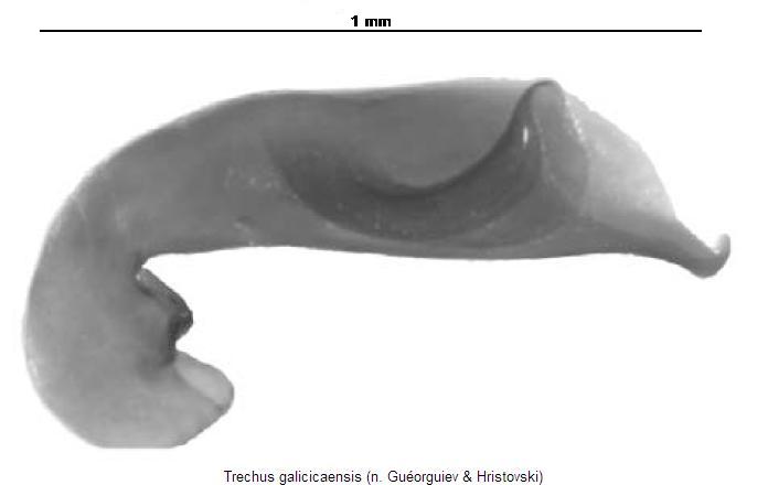 trechus_galicicaensis.jpg
