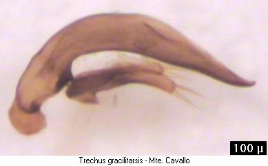trechus_gracilitarsis.jpg