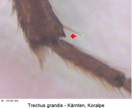 trechus_grandis_htr.jpg