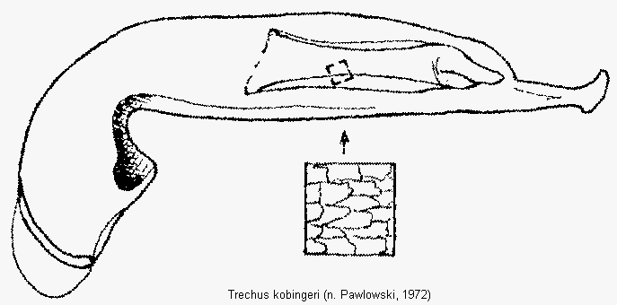 trechus_kobingeri.gif
