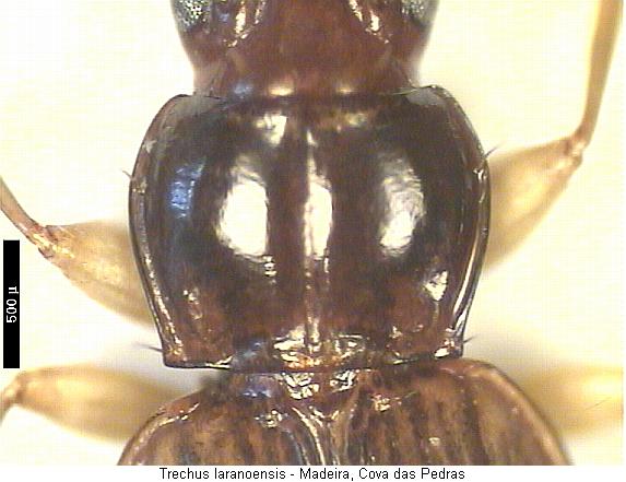 trechus_laranoensis_hsch.jpg