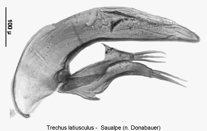 trechus_latiusculus.gif