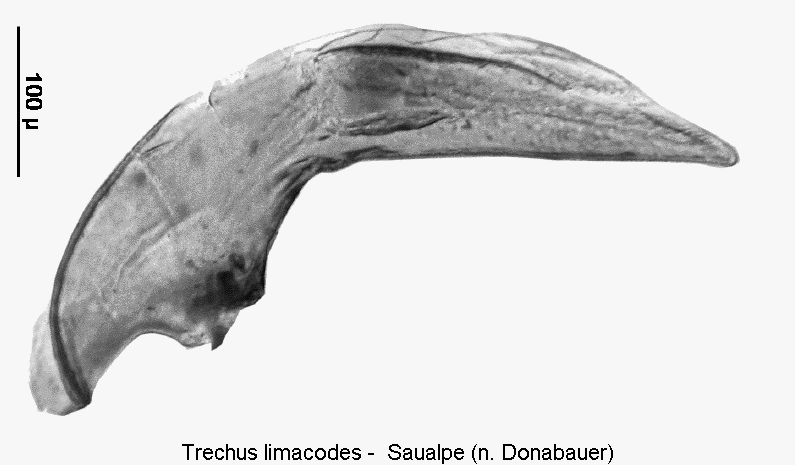 trechus_limacodes.gif