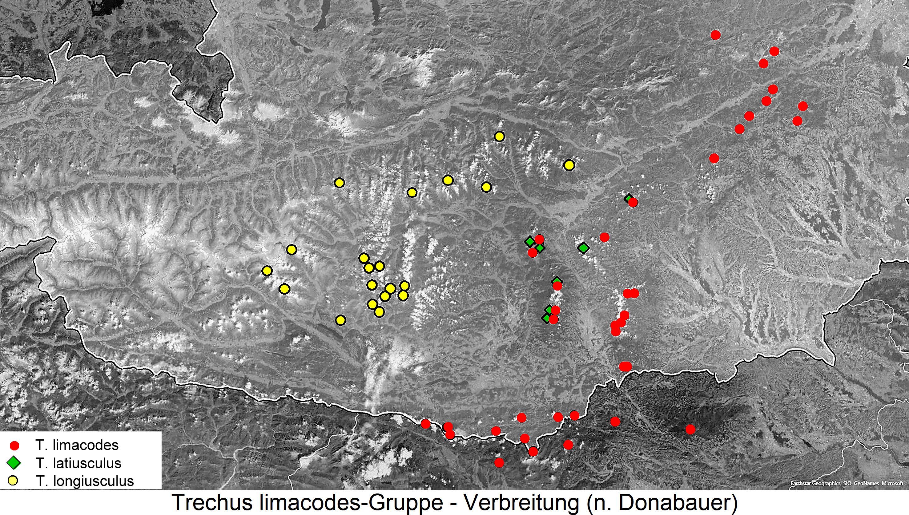 trechus_limacodes_dis.jpg