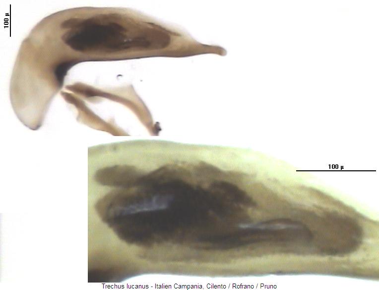 trechus_lucanus2.jpg