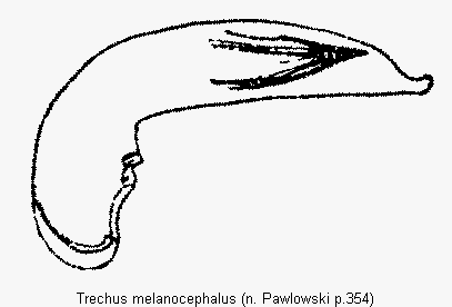 trechus_melanocephalus.gif