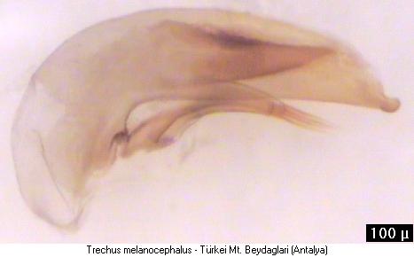 trechus_melanocephalus.jpg
