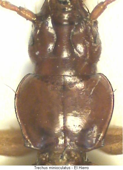 trechus_minioculatus_vk.jpg
