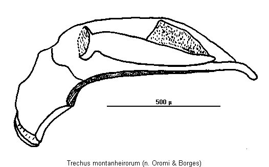 trechus_montanheirorum.gif