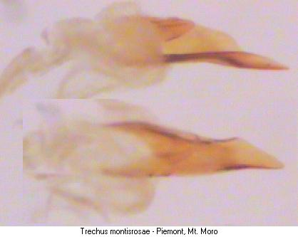 trechus_montisrosae_pc.jpg