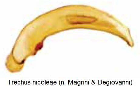 trechus_nicoleae1.jpg
