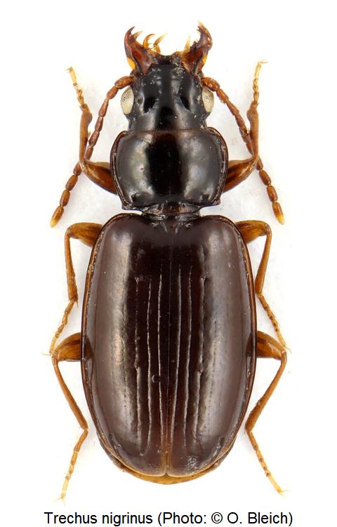 trechus_nigrinus_hab.jpg