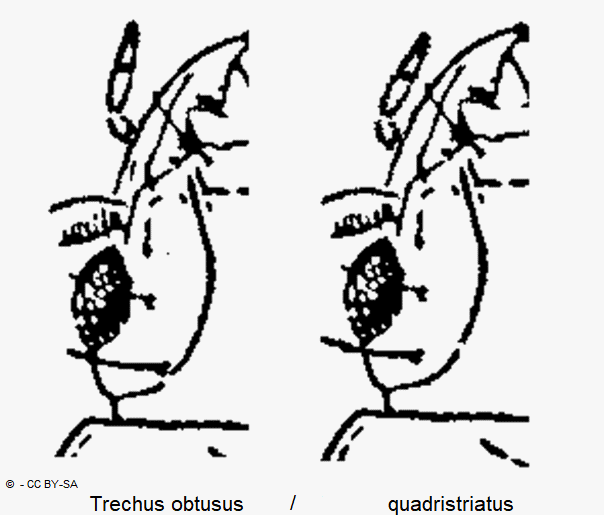 trechus_obtusus_augen_vergleich.gif